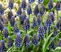 Мускари армянский Найт Айз / muscari armeniacum Night Eyes — фото 4