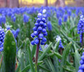 Мускари армянский Найт Айз / muscari armeniacum Night Eyes — фото 7