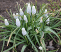 Мускари армянский Сайбириан Тайгер / muscari armeniacum Siberian Tiger — фото 3