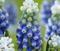 Мускари армянский Тач оф Сноу / muscari armeniacum Touch of Snow — фото 2