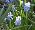 Мускари армянский Тач оф Сноу / muscari armeniacum Touch of Snow — фото 3