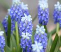 Мускари армянский Тач оф Сноу / muscari armeniacum Touch of Snow — фото 4