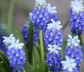 Мускари армянский Тач оф Сноу / muscari armeniacum Touch of Snow — фото 5