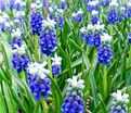 Мускари армянский Тач оф Сноу / muscari armeniacum Touch of Snow — фото 6