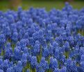 Мускари оше Блю Мэджик / muscari aucheri Blue Magic — фото 2