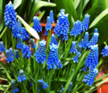 Мускари оше Блю Мэджик / muscari aucheri Blue Magic — фото 4