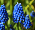 Мускари оше Блю Мэджик / muscari aucheri Blue Magic — фото 5