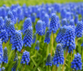 Мускари оше Блю Мэджик / muscari aucheri Blue Magic — фото 6