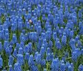 Мускари оше Блю Мэджик / muscari aucheri Blue Magic — фото 7