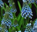 Мускари оше Блю Мэджик / muscari aucheri Blue Magic — фото 8