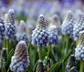 Мускари оше Оушен Мэджик / muscari aucheri Ocean Magic — фото 2