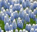 Мускари оше Оушен Мэджик / muscari aucheri Ocean Magic — фото 4