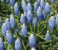 Мускари оше Оушен Мэджик / muscari aucheri Ocean Magic — фото 5