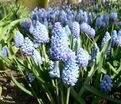 Мускари лазоревый / muscari azureum — фото 2