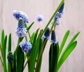 Мускари лазоревый / muscari azureum — фото 4