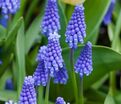 Мускари гроздевидный Суперстар / muscari botryoides Superstar — фото 2