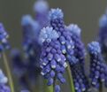 Мускари гроздевидный Суперстар / muscari botryoides Superstar — фото 3