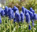 Мускари гроздевидный Суперстар / muscari botryoides Superstar — фото 4