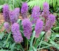 Мускари хохлатый Плюмозум / muscari comosum Plumosum — фото 2