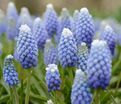 Мускари Леди Блю / muscari Lady Blue — фото 2