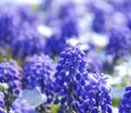 Мускари Леди Блю / muscari Lady Blue — фото 3