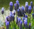 Мускари широколистный / muscari latifolium — фото 2