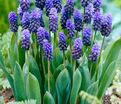 Мускари широколистный / muscari latifolium — фото 3