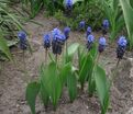 Мускари широколистный / muscari latifolium — фото 4