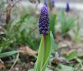 Мускари широколистный / muscari latifolium — фото 5