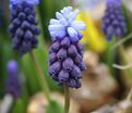 Мускари широколистный / muscari latifolium — фото 6