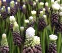 Мускари широколистный Грейп Айс / muscari latifolium Grape Ice — фото 2