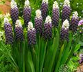 Мускари широколистный Грейп Айс / muscari latifolium Grape Ice — фото 3