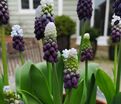 Мускари широколистный Грейп Айс / muscari latifolium Grape Ice — фото 4