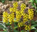 Мускари крупноплодный Голден Фрагранс / muscari macrocarpum Golden Fragrance — фото 2