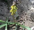 Мускари крупноплодный Голден Фрагранс / muscari macrocarpum Golden Fragrance — фото 5