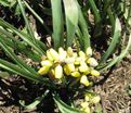 Мускари крупноплодный Голден Фрагранс / muscari macrocarpum Golden Fragrance — фото 6