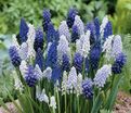 Мускари Смесь / muscari Mix — фото 3