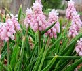 Мускари Пинк Санрайз / muscari Pink Sunrise — фото 3