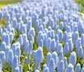 Мускари Валери Финнис / muscari Valerie Finnis — фото 3