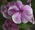 Флокс метельчатый Красотка — фото 7