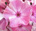 Флокс метельчатый Розовая Шутка — фото 8