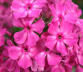Флокс метельчатый Розовый Ковер — фото 2