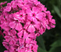 Флокс метельчатый Розовый Ковер — фото 10