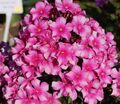 Флокс метельчатый Мисс Элли (Miss Ellie) — фото 4
