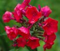 Флокс метельчатый Кокулику (Coquelicot) — фото 3