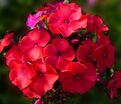 Флокс метельчатый Юник Рэд (Younique Red) — фото 2