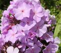 Флокс метельчатый Лилак Тайм (Lilac Time) (Сириус) — фото 2