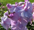Флокс метельчатый Лилак Тайм (Lilac Time) (Сириус) — фото 6