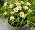 Лилейник EveryDaylily Cream / ЭвериДейлили Крим — фото 2