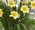 Лилейник EveryDaylily Cream / ЭвериДейлили Крим — фото 3